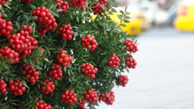 Yılbaşı çiçeği kokinaların yolculuğu