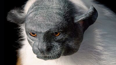 Bu hayvanların nesli tükeniyor!