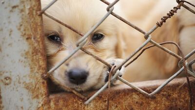 Umut verici haber: Hayvanlar koruma altına alınıyor!