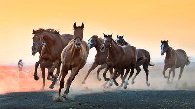 Atları fotoğraflayan adam