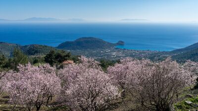 Badem çiçekleri açtığında Datça'ya davetlisiniz