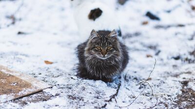 Sokak hayvanlarını korumanın 7 yolu