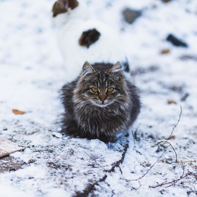 Sokak hayvanlarını korumanın 7 yolu