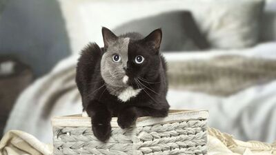 Çift yüzlü Narnia