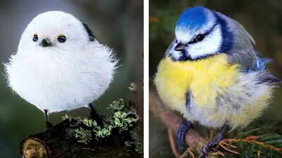 Gerçek dünyada Angry Birds'ler