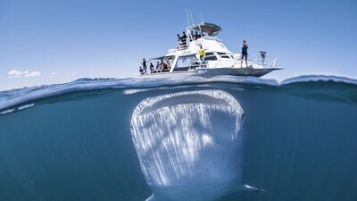 Denizin altından muhteşem görüntüler