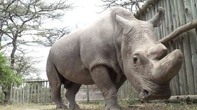 Son erkek beyaz gergedanı Sudan öldü