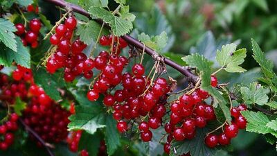 C vitamini deposu frenk üzümü