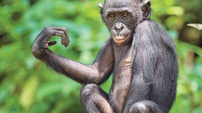 Neden şempanzelerden daha zekiyiz?