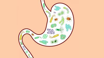 Yeni organ mikrobiyota