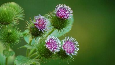 Güzelavrat otu hakkında bilmeniz gereken şeyler var!