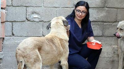 Köpeklere yeni bir hayat sunan harika insan