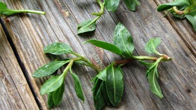 Madımak otu şifa dağıtıyor!