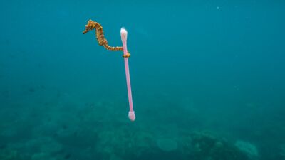 Gezegen mi, Plastik mi?