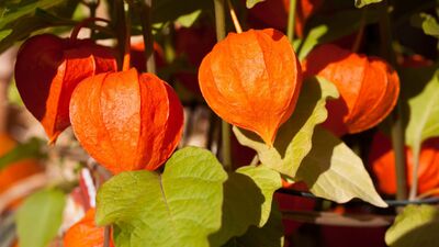 Her derde deva Ashwagandha