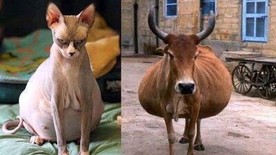 Anne adayı hayvanlar