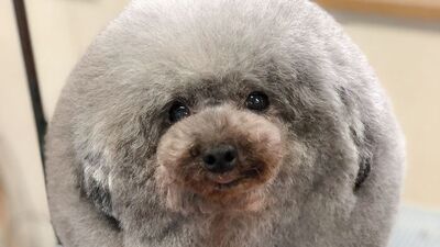 Sevimli köpeklerin tıraşlı halleri