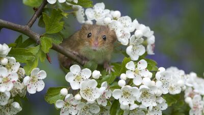 Richard Bowler'in kadrajından doğal yaşam