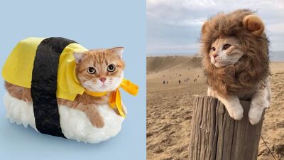 Sevimli kediler partiye hazır