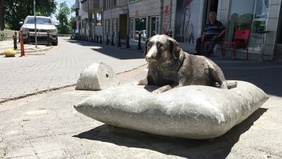 Tokyo'da Hachiko, Moda'da Tarçın