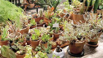 'Biz bitkisiz yaşayamayız ama onlar bizsiz yaşar'