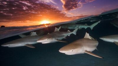 2018'in en iyi su altı fotoğrafları