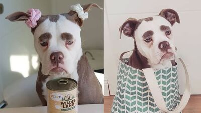 Dünyanın en üzgün köpeği: Madam Eyebrows