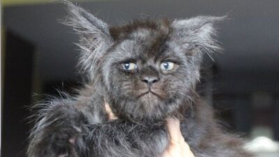 İnsan suratlı kedi!