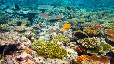 Okyanus asitlenmesinin deniz yaşamına olan etkileri