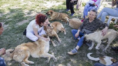 Sokak hayvanlarına kucak açan yer: Patiliköy