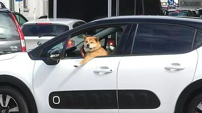 Yollarda ortaya çıkan komik manzaralar