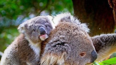 Anne sevgisinin doğadaki hali