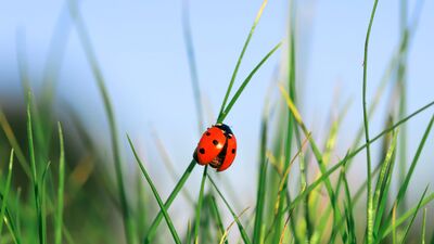 Mevlana'dan bir hikaye