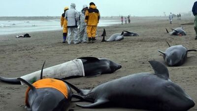 Karaya vuran yunusları kurtarmaya çalışmayın!