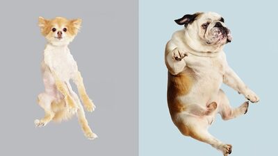 Eğlenceli köpek portreleri