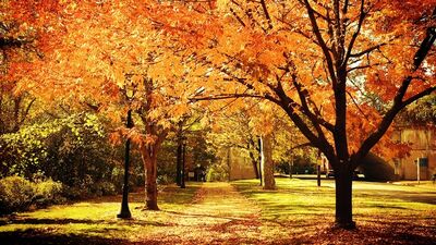 Derdi nedir bu sonbaharın?