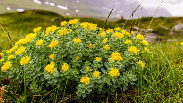 Sinir sistemini düzenler: Rhodiola