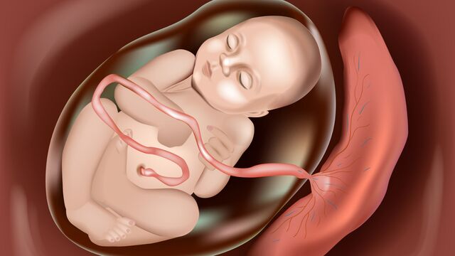 Bebekle birlikte büyüyen mucize: Plasenta