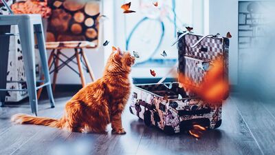 Bir kedinin eğlenceli maceraları...