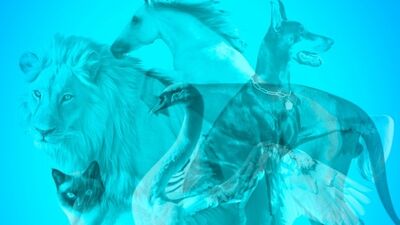 İlk gördüğün hayvana göre nasıl birisin?