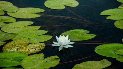 Doğa harikası: Acarlar Longozu