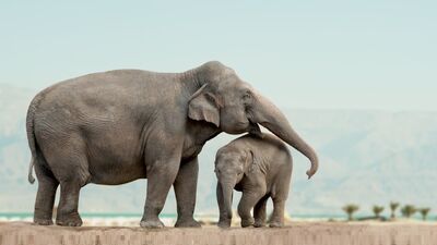Aşırı korumacı ebeveynlik çocukları olumsuz etkiliyor
