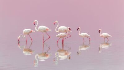 2018'in en iyi National Geographic fotoğrafları