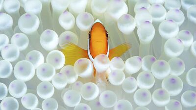 Göz kamaştıran su altı fotoğrafları...