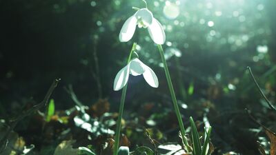 Siz kolayı seçiniz