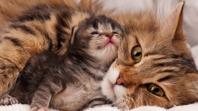 Annelik içgüdüdür