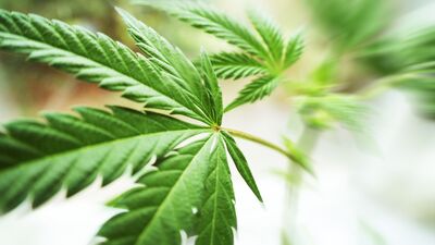 Antidepresan niyetine kenevir!