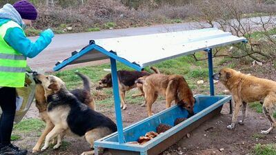 Sosyal girişimcilikte Ahtapot modeli