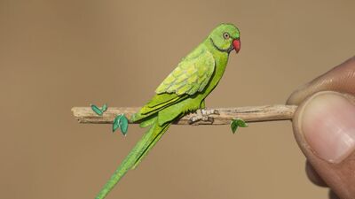 Bu kuşlar gerçek gibi!