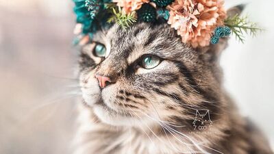 Çiçek açan hayvanlar